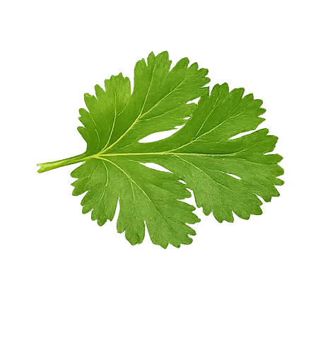 Fresh Coriander